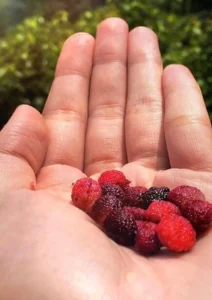 કાફળ ખાવાના ફાયદા (Health benefits of eating Kafal)